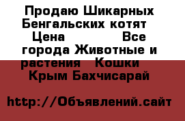 Продаю Шикарных Бенгальских котят › Цена ­ 17 000 - Все города Животные и растения » Кошки   . Крым,Бахчисарай